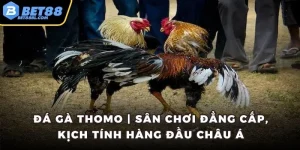 Đá gà thomo
