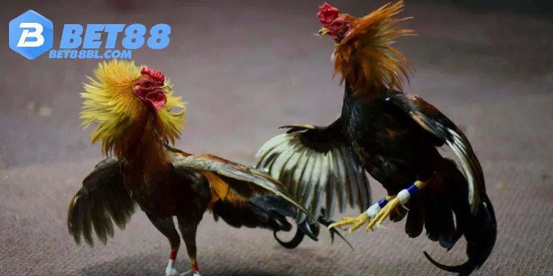 Giới thiệu đá gà Bet88