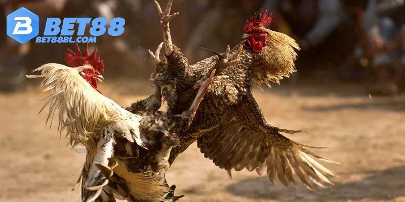 Những phiên bản đá gà đỉnh cao tại Bet88