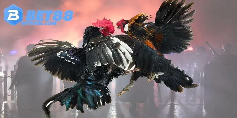 Ưu điểm khi tham gia đá gà của Bet88